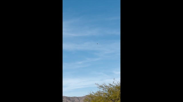 káně rudochvostá - ML648819588