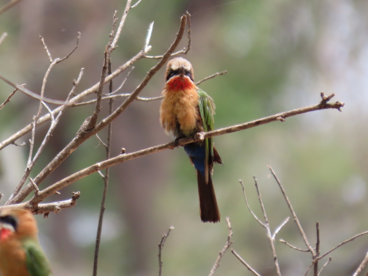 Abejaruco Frentiblanco - ML648819638