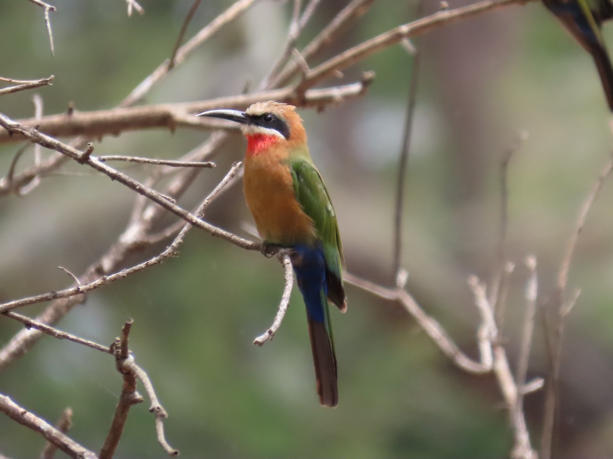 Abejaruco Frentiblanco - ML648819639