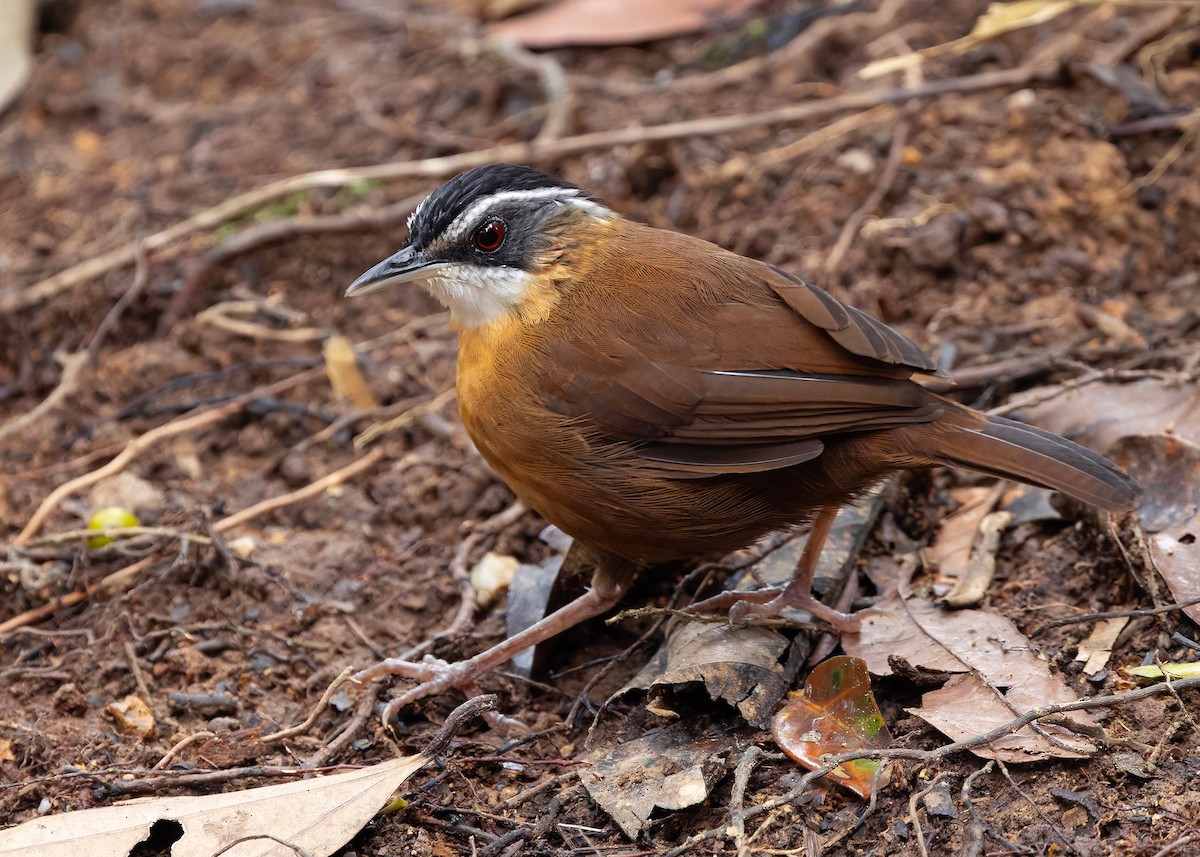 Bornean Black-capped Babbler - ML648819644