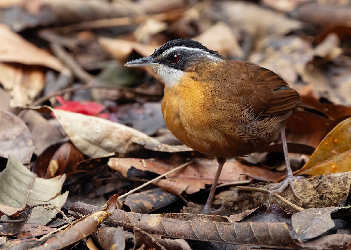 Bornean Black-capped Babbler - ML648819646