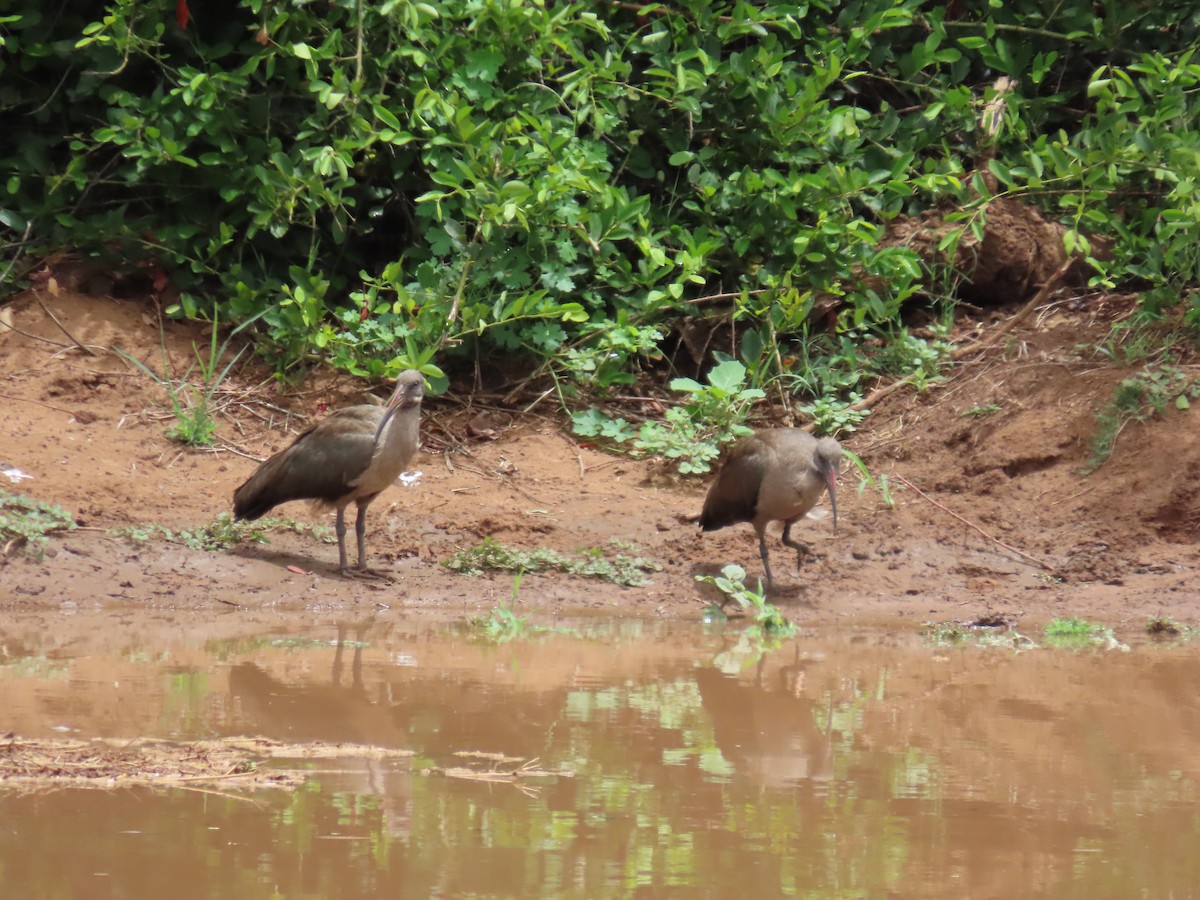 Ibis Hadada - ML648819648