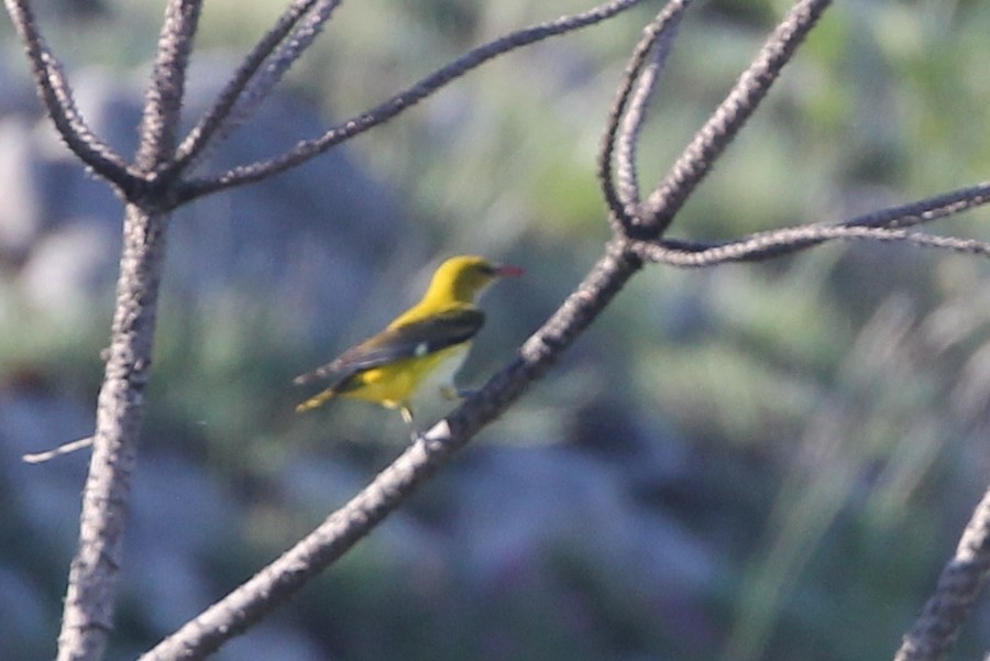 Eurasian Golden Oriole - ML648819658