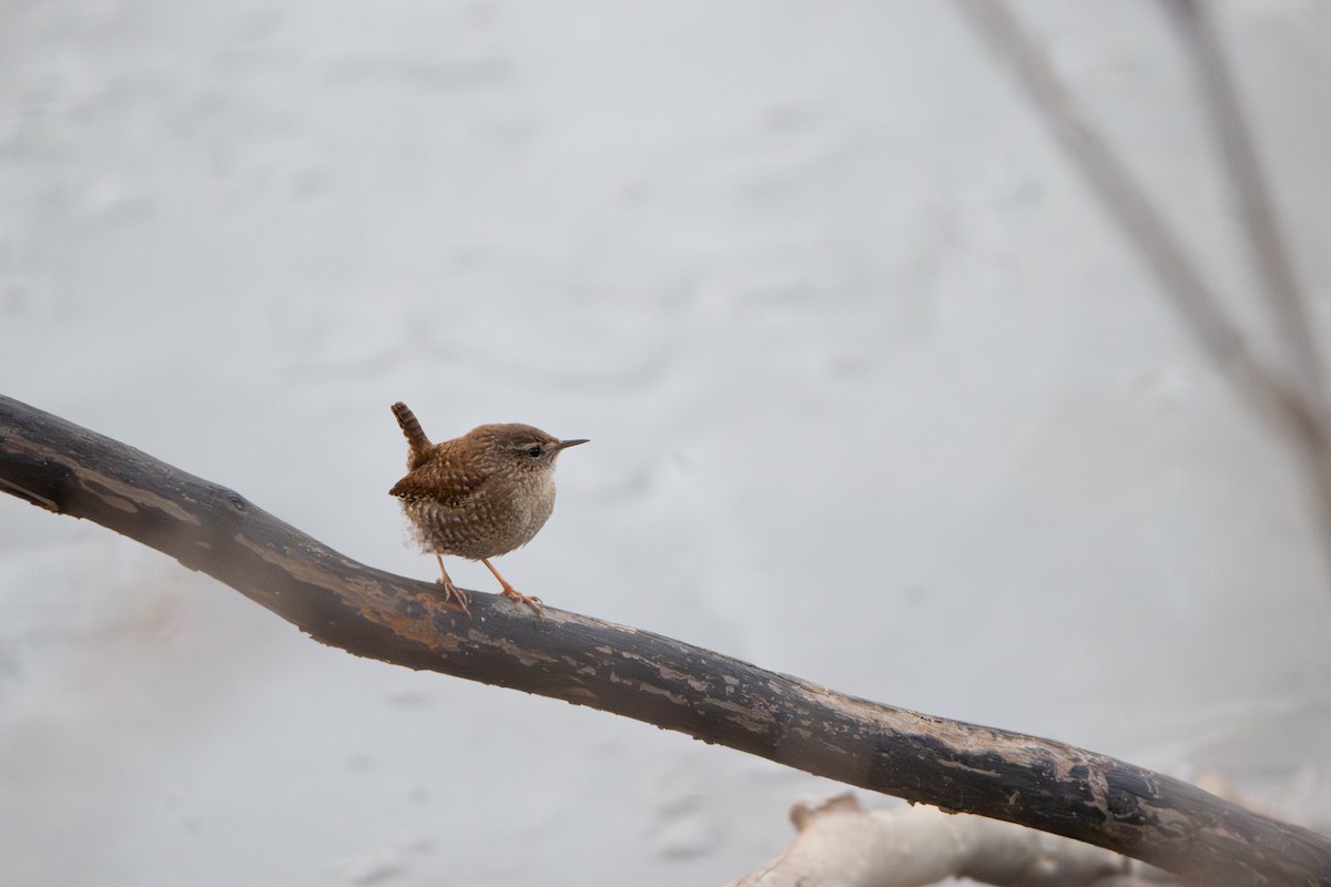 Winter Wren - ML648819659