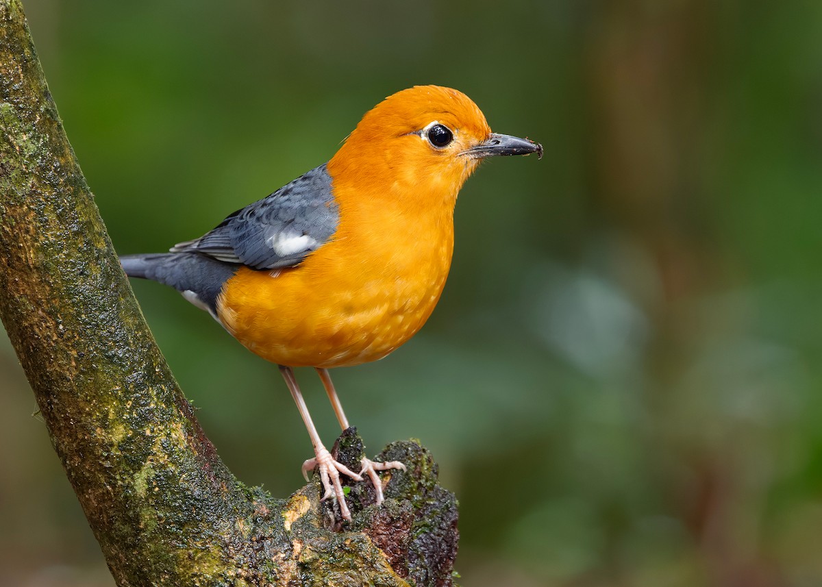 橙頭地鶇 - ML648819671