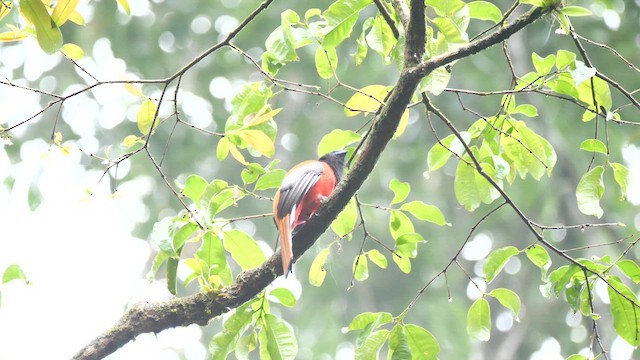 Diard's Trogon - ML648819682