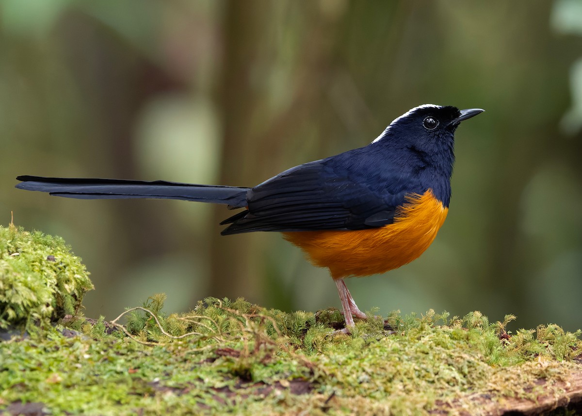 White-crowned Shama - ML648819690
