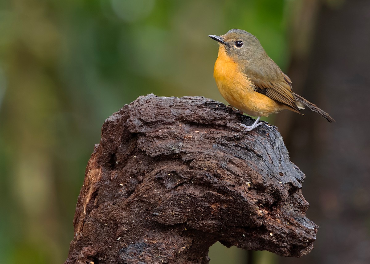 Dayak Blue Flycatcher - ML648819704