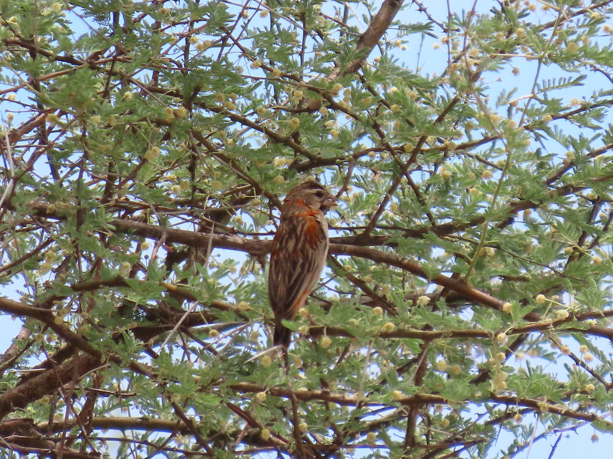Obispo Rojo - ML648819709