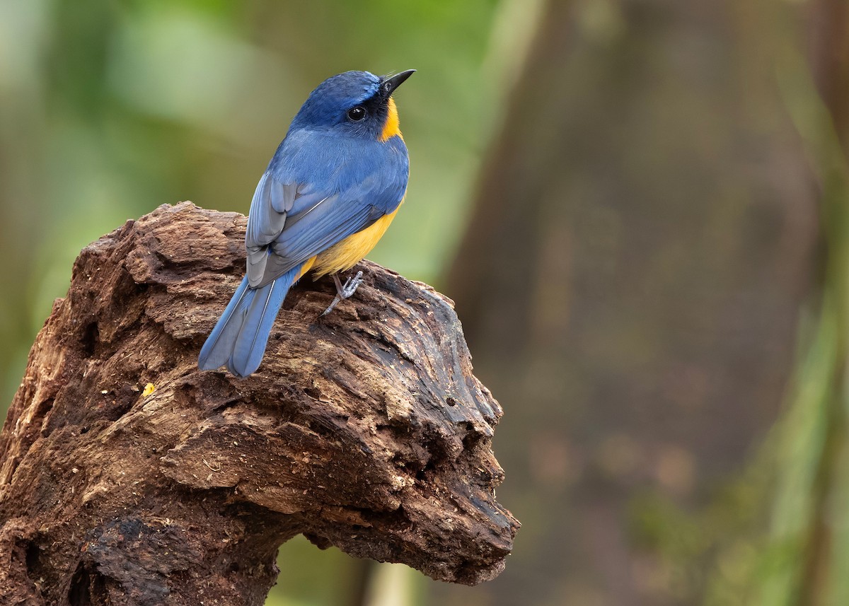 Dayak Blue Flycatcher - ML648819711