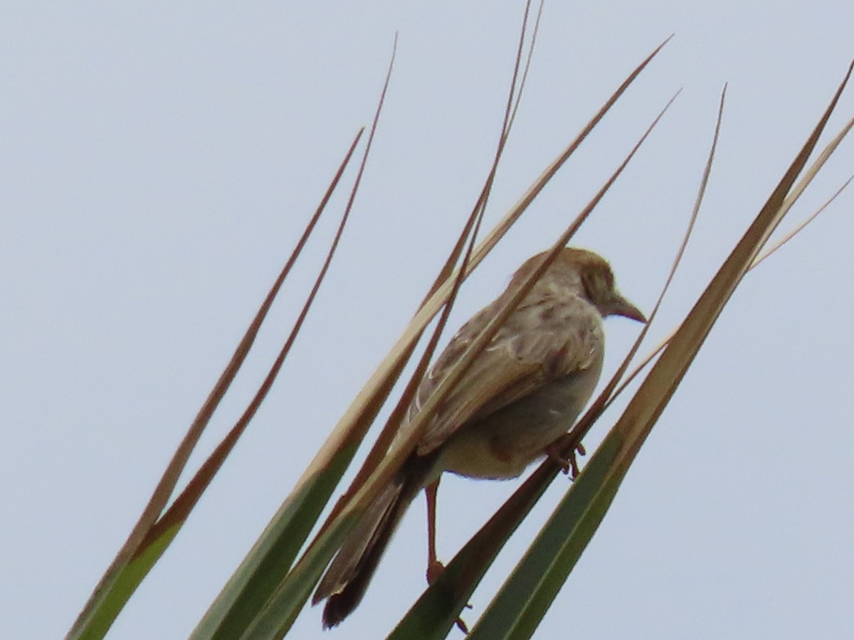 Cistícola Cascabel - ML648819739