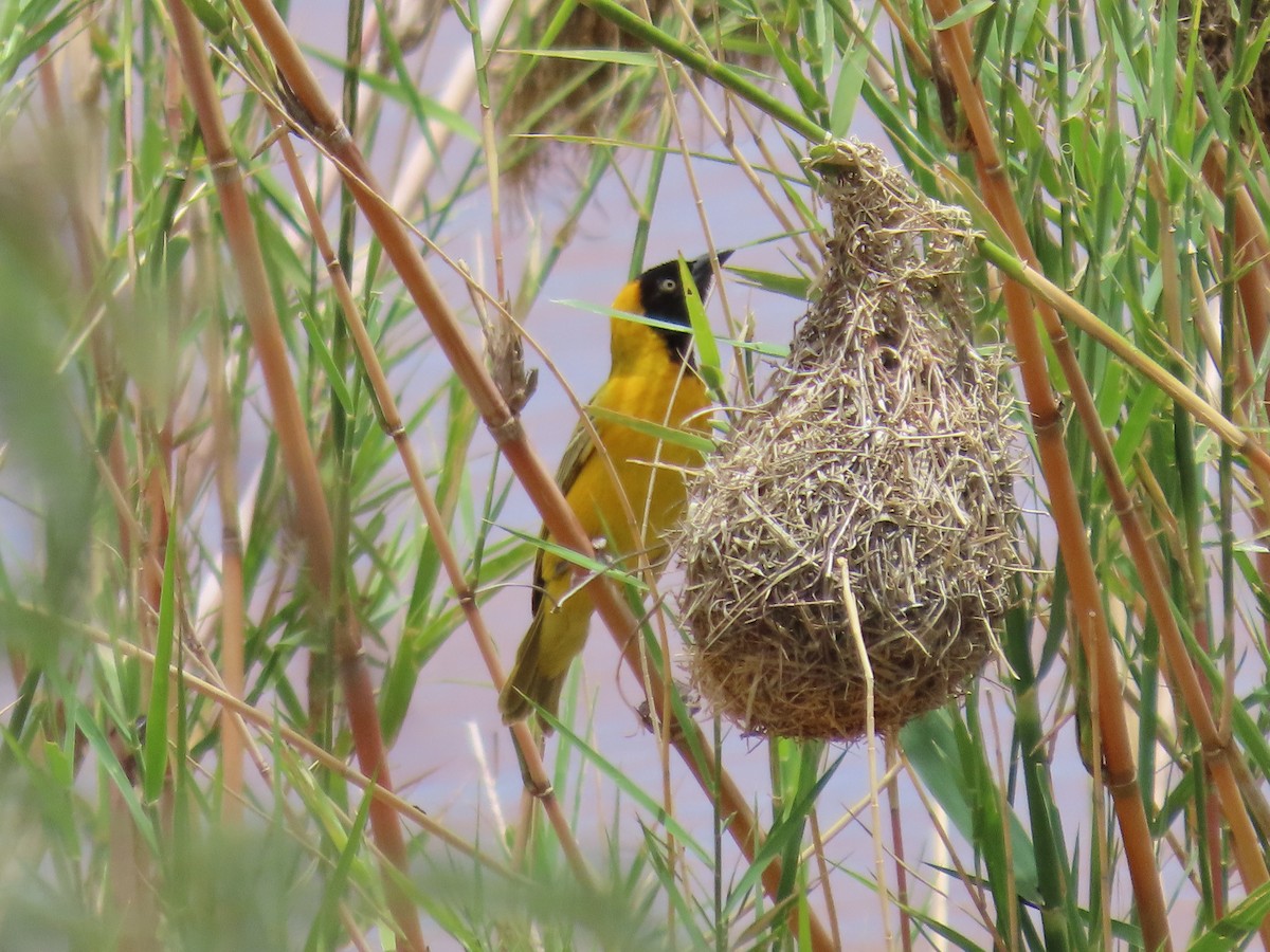 Tejedor Intermedio - ML648819742