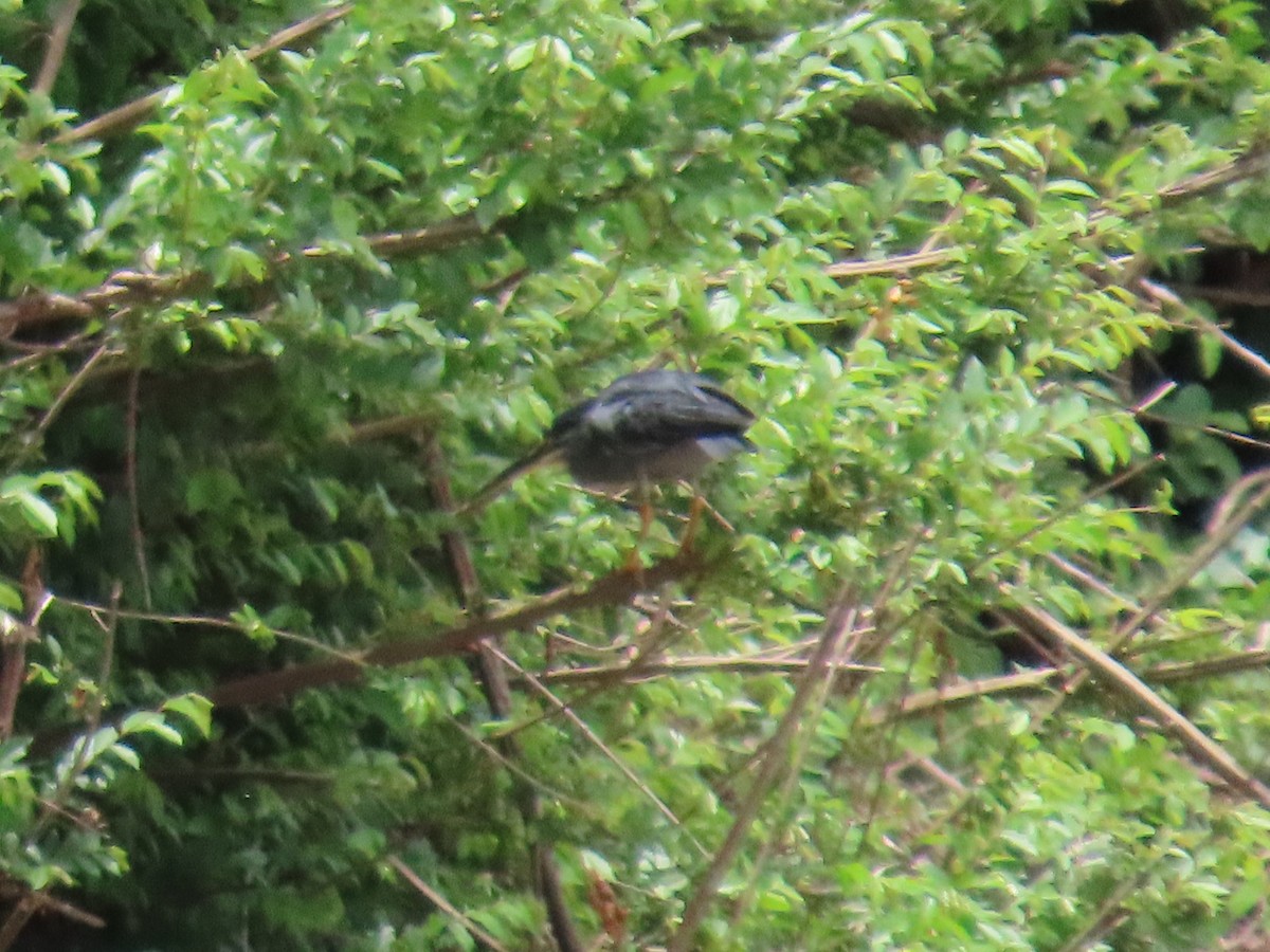 Garcilla Menor - ML648819751