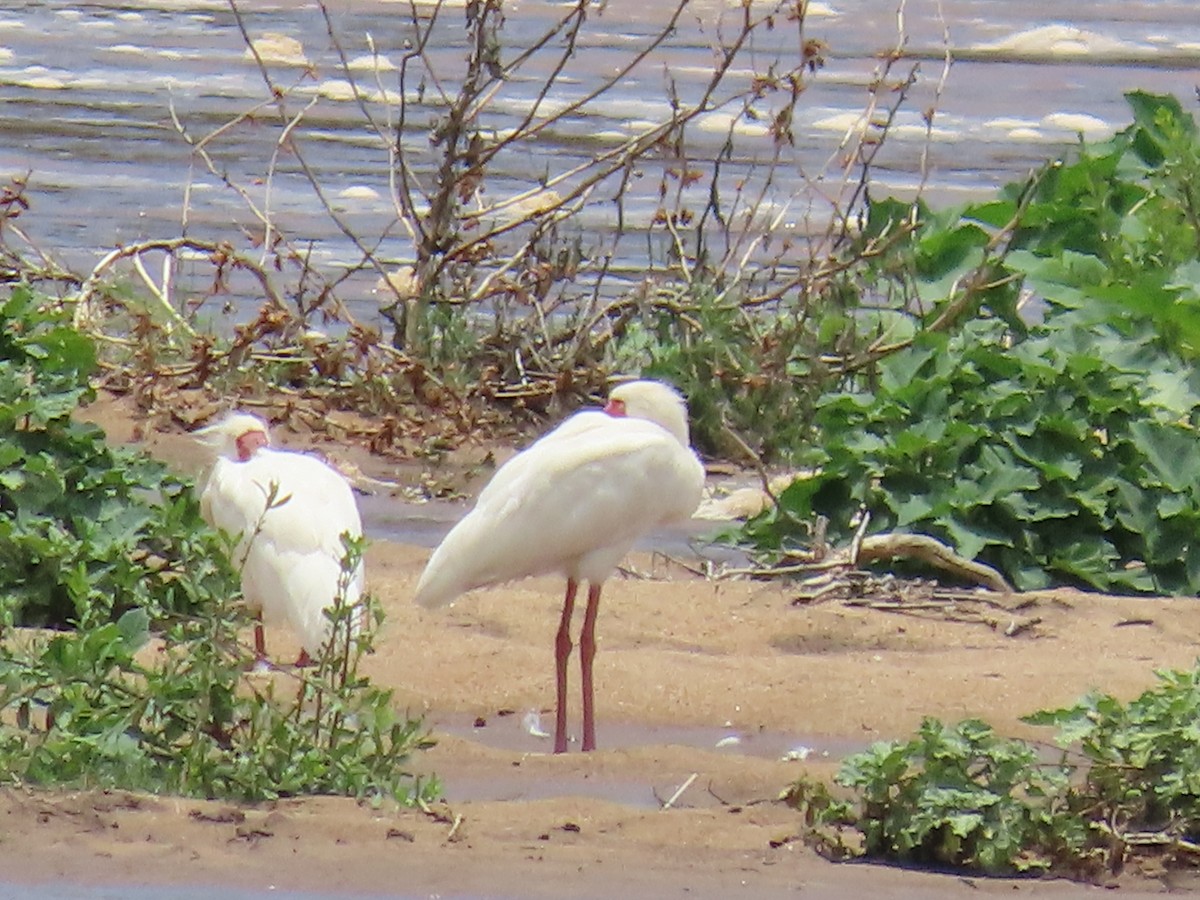 Espátula Africana - ML648819757