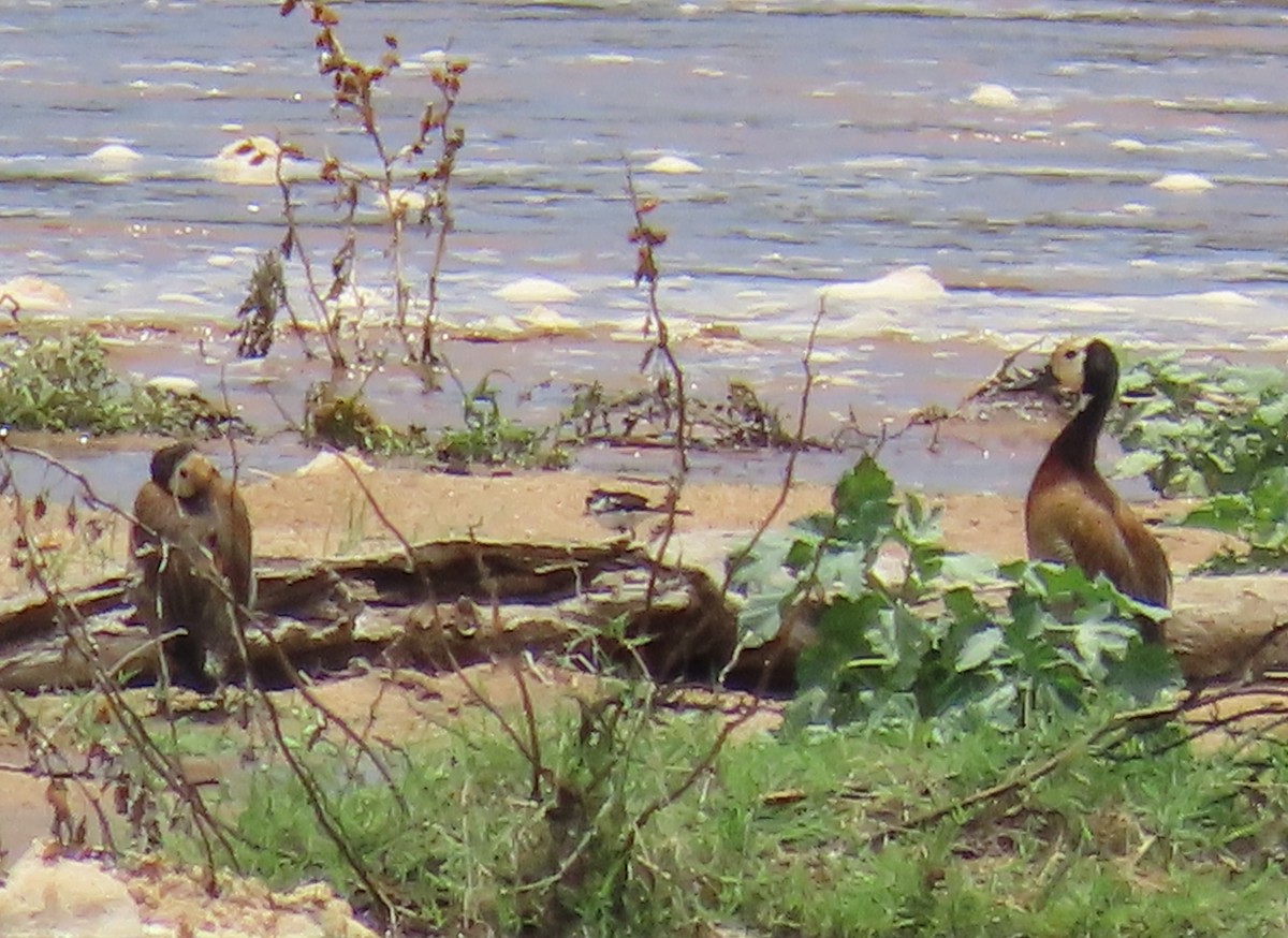 Suirirí Cariblanco - ML648819783