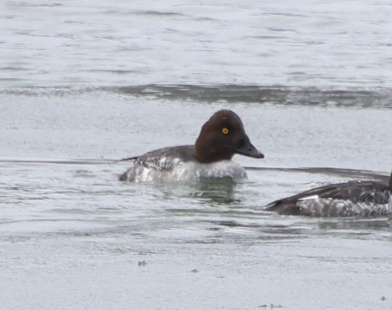 Common Goldeneye - ML648819810