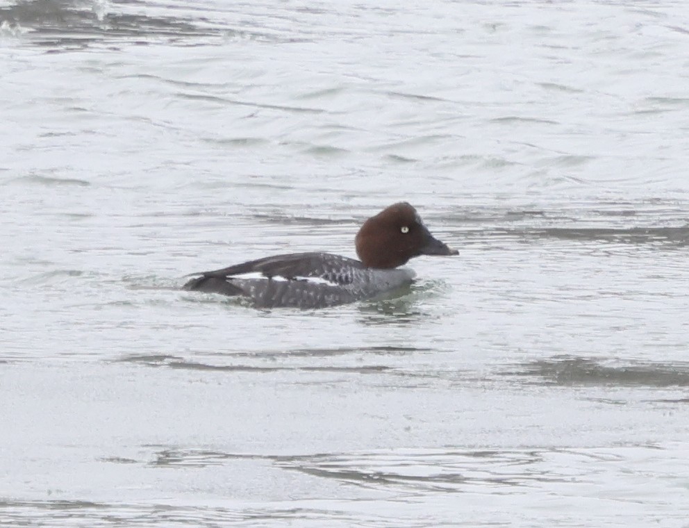 Common Goldeneye - ML648819812