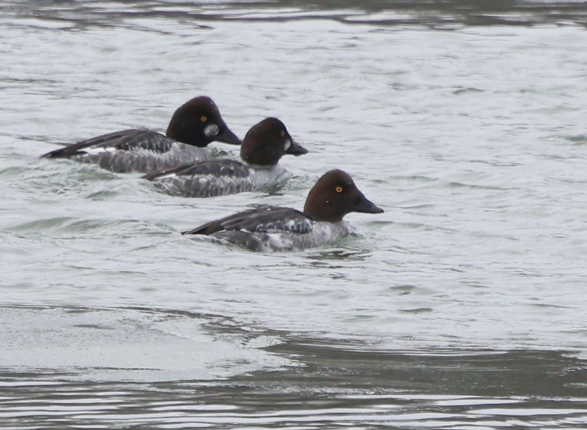 Common Goldeneye - ML648819813