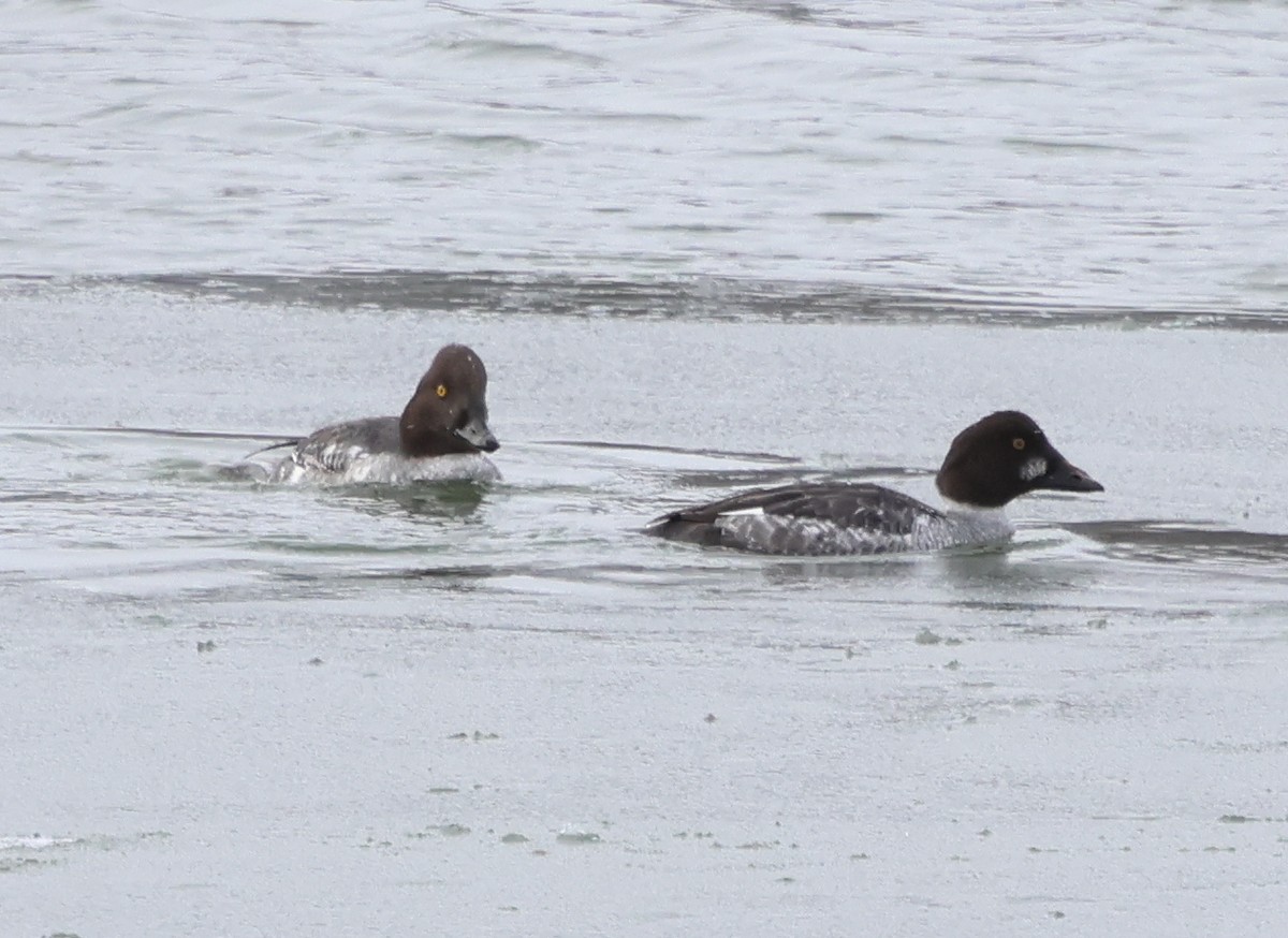 Common Goldeneye - ML648819815
