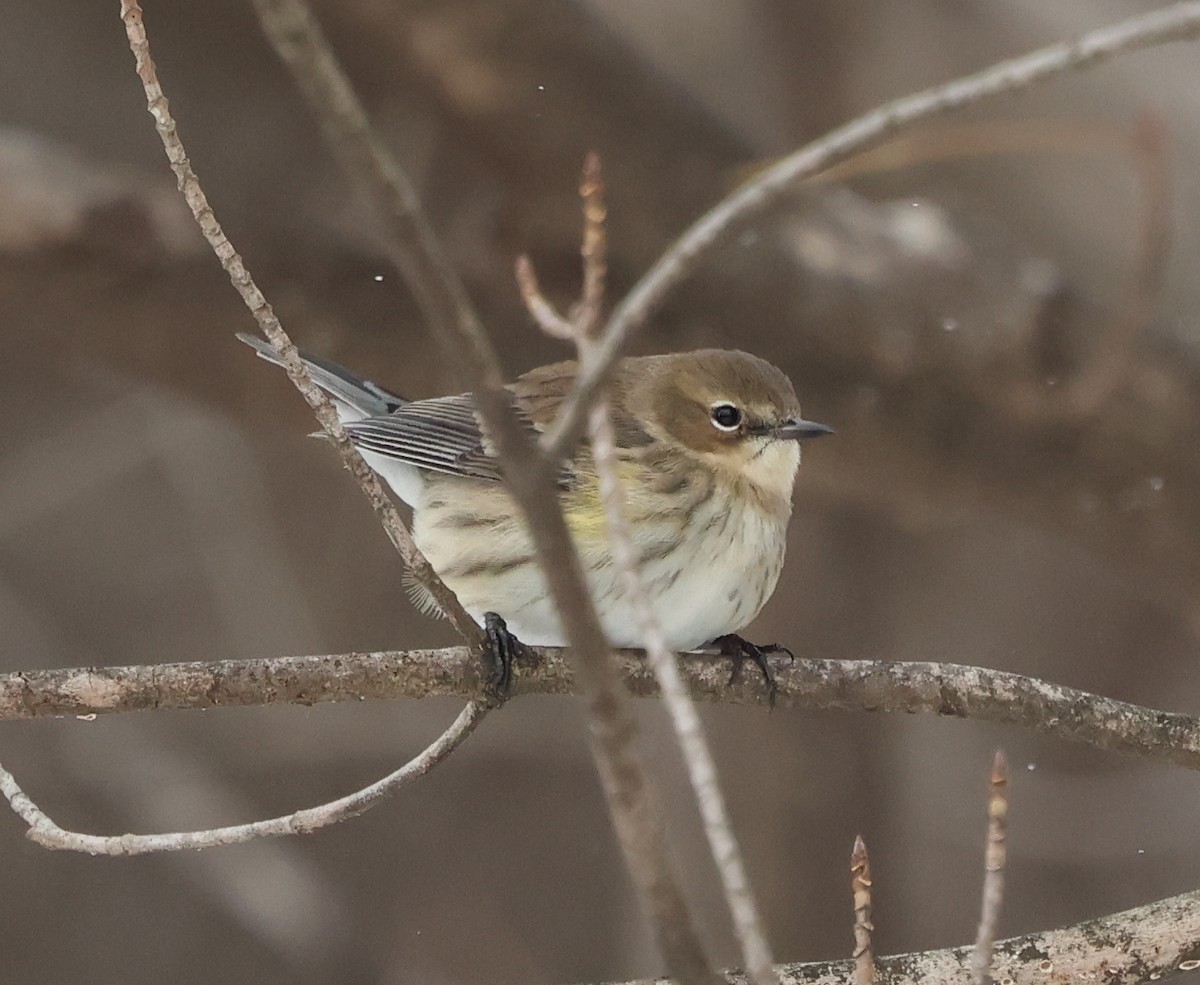 Yellow-rumped Warbler (Myrtle) - ML648819819