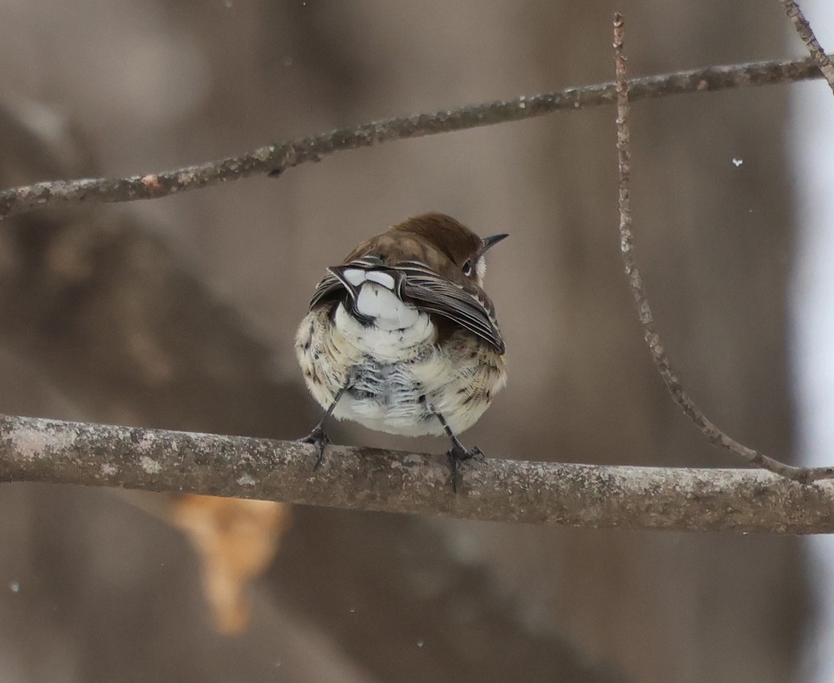 Yellow-rumped Warbler (Myrtle) - ML648819820