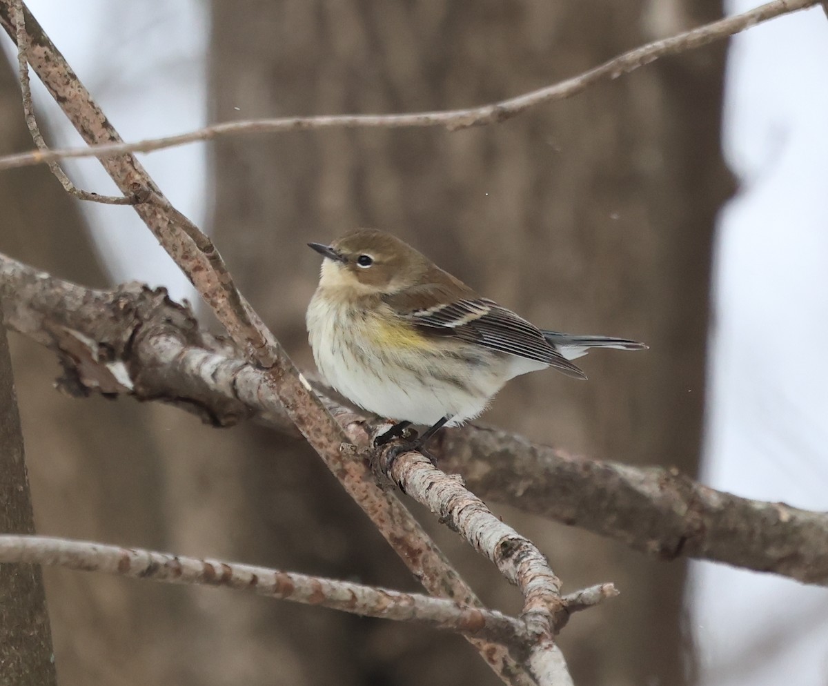 Yellow-rumped Warbler (Myrtle) - ML648819821