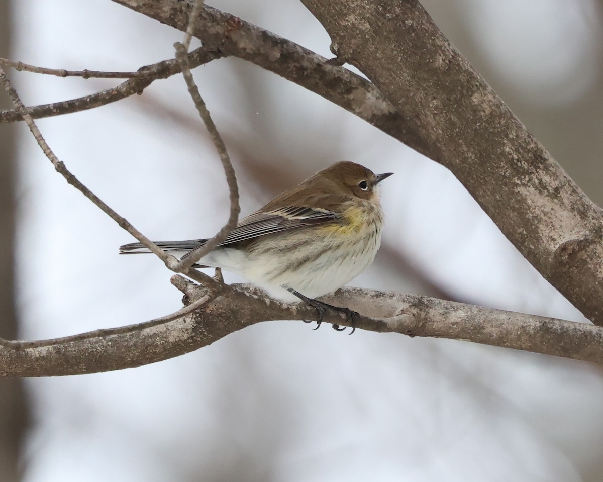 Yellow-rumped Warbler (Myrtle) - ML648819822