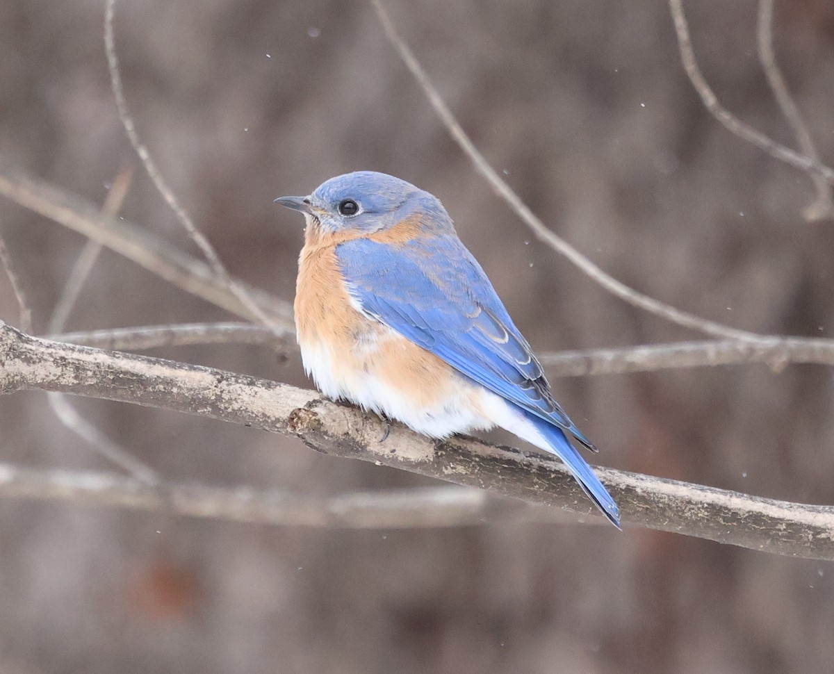 Eastern Bluebird - ML648819825