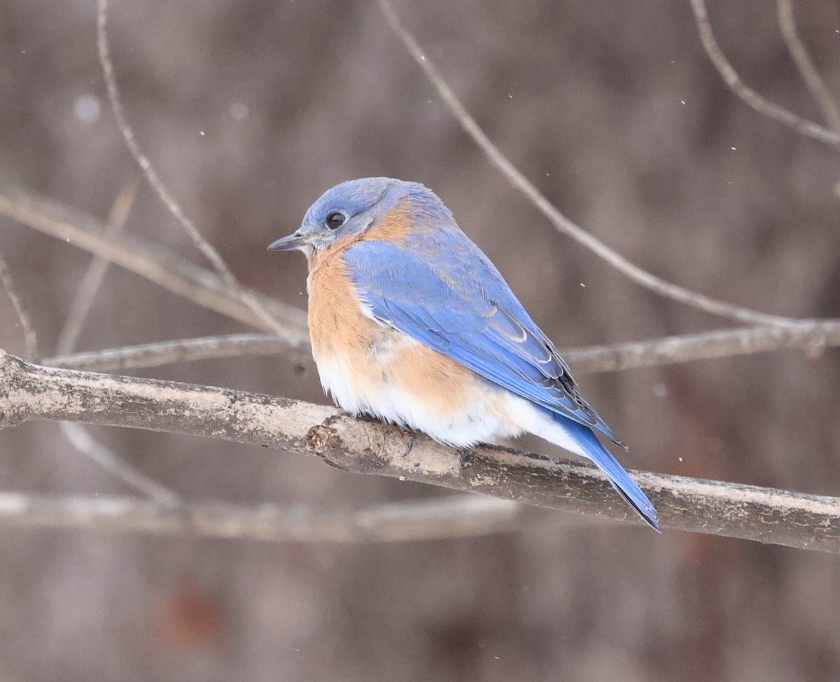 Eastern Bluebird - ML648819826