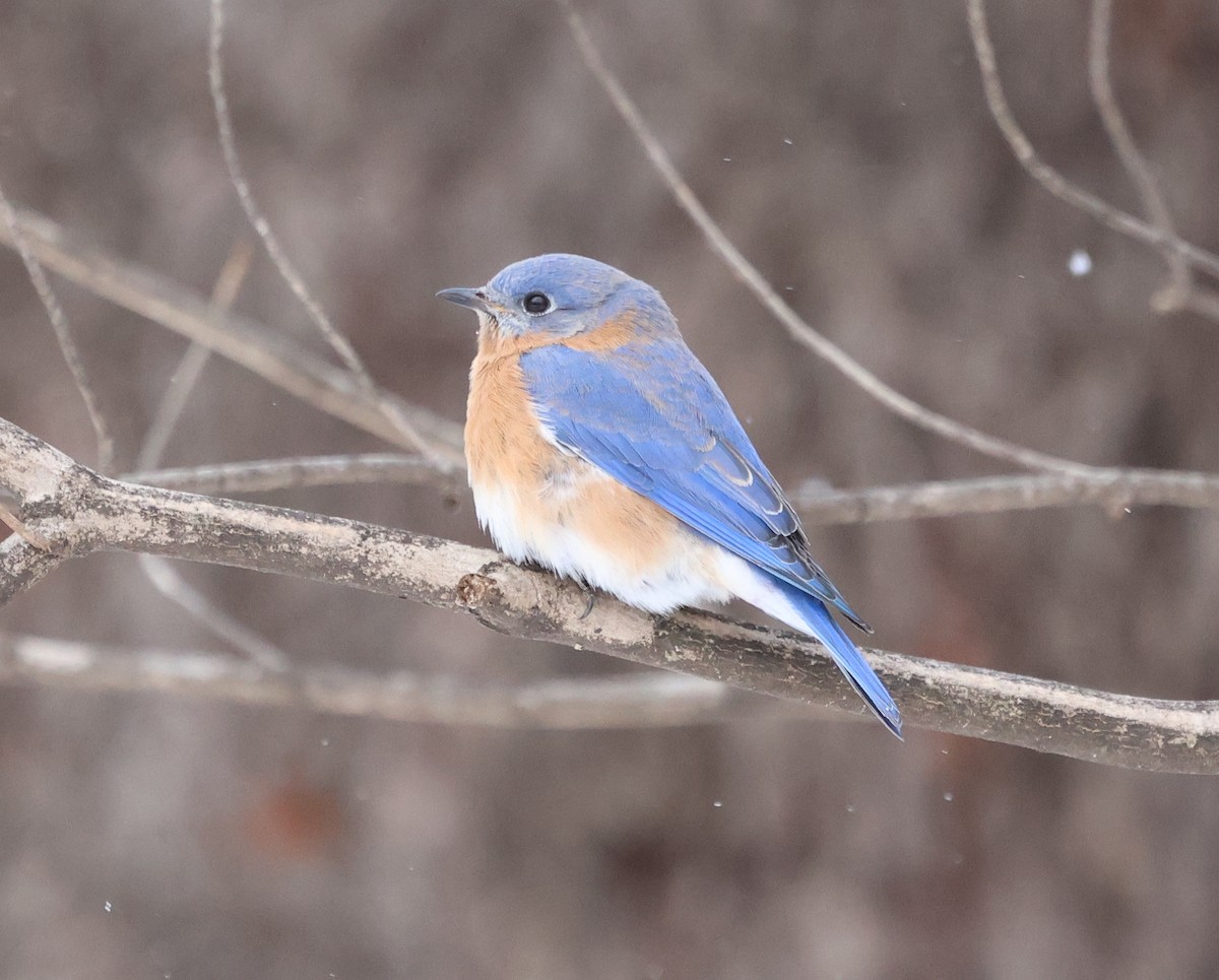 Eastern Bluebird - ML648819827