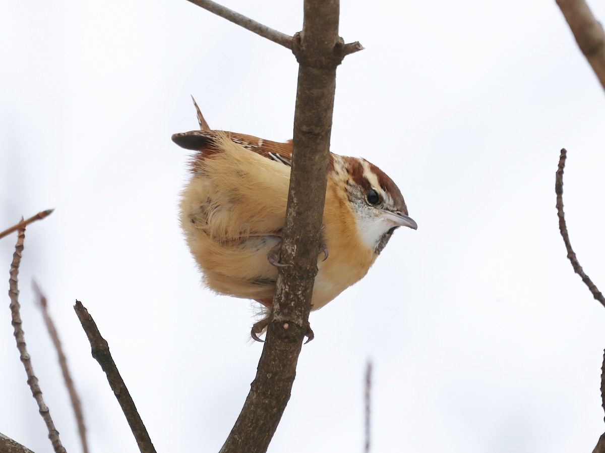 Carolina Wren - ML648819828