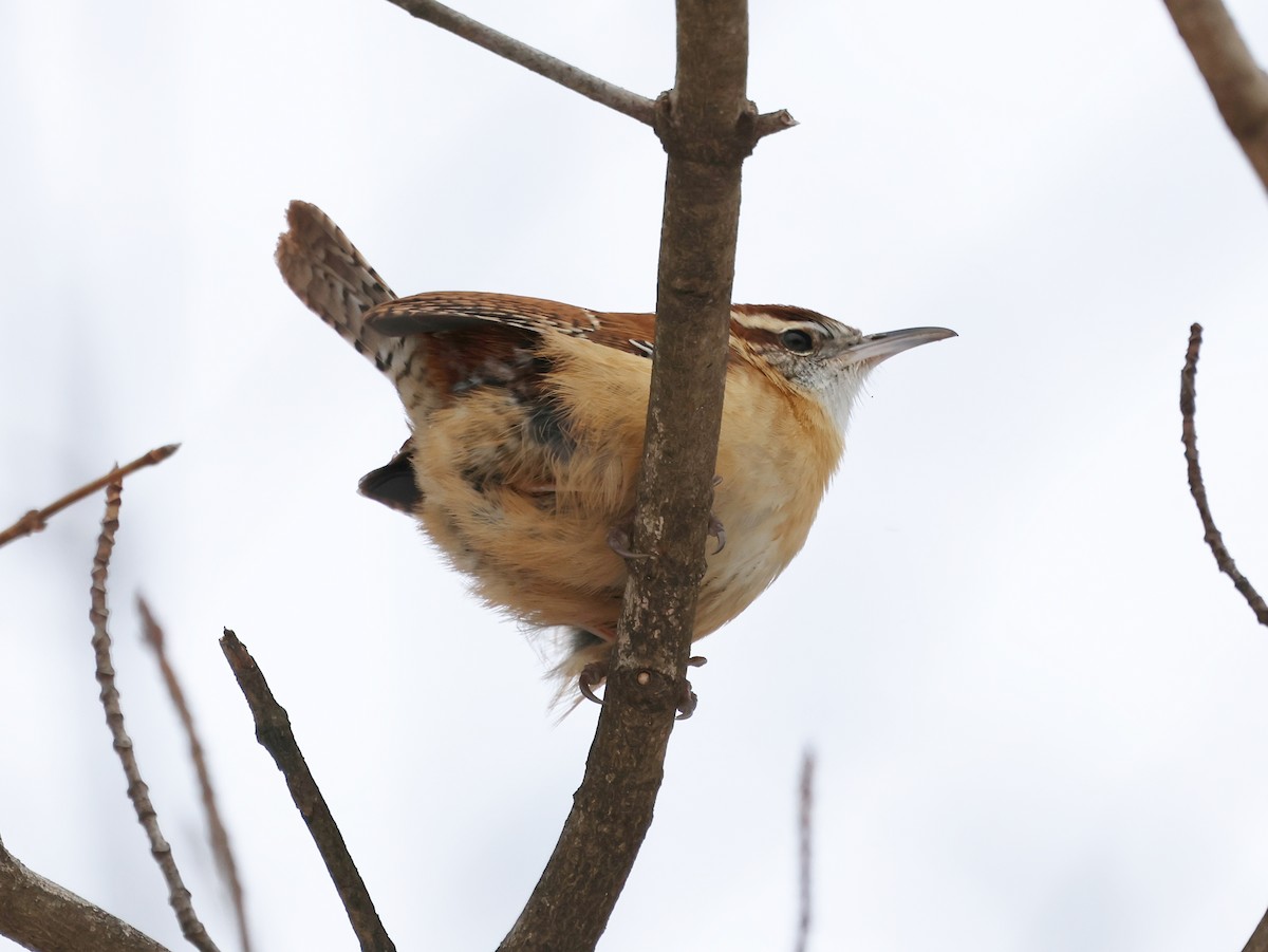 Carolina Wren - ML648819829