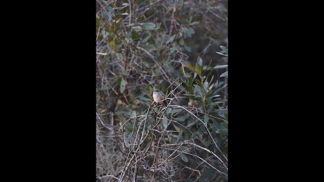 Calliope Hummingbird - ML648819835