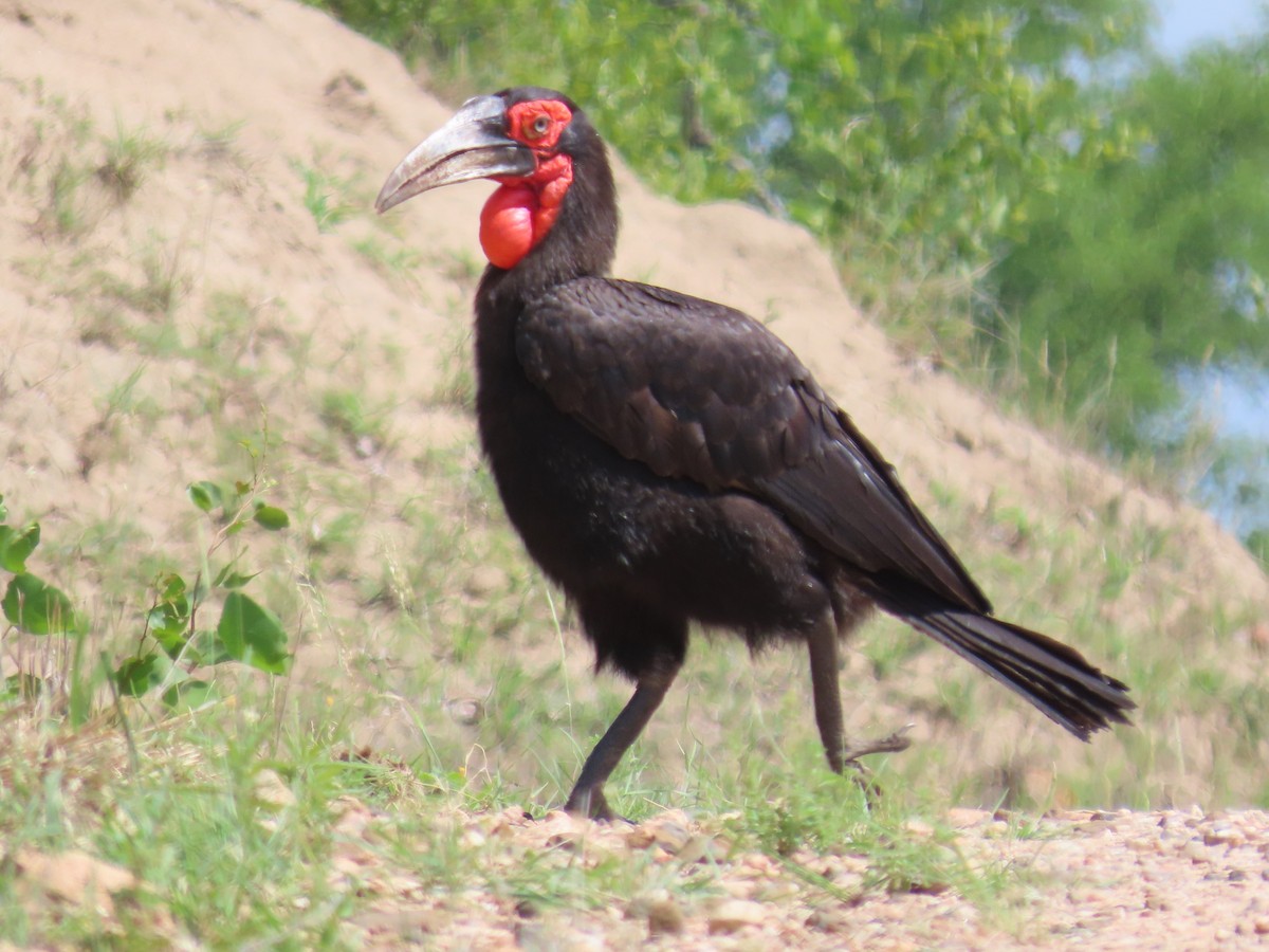 Cálao Terrestre Sureño - ML648819836