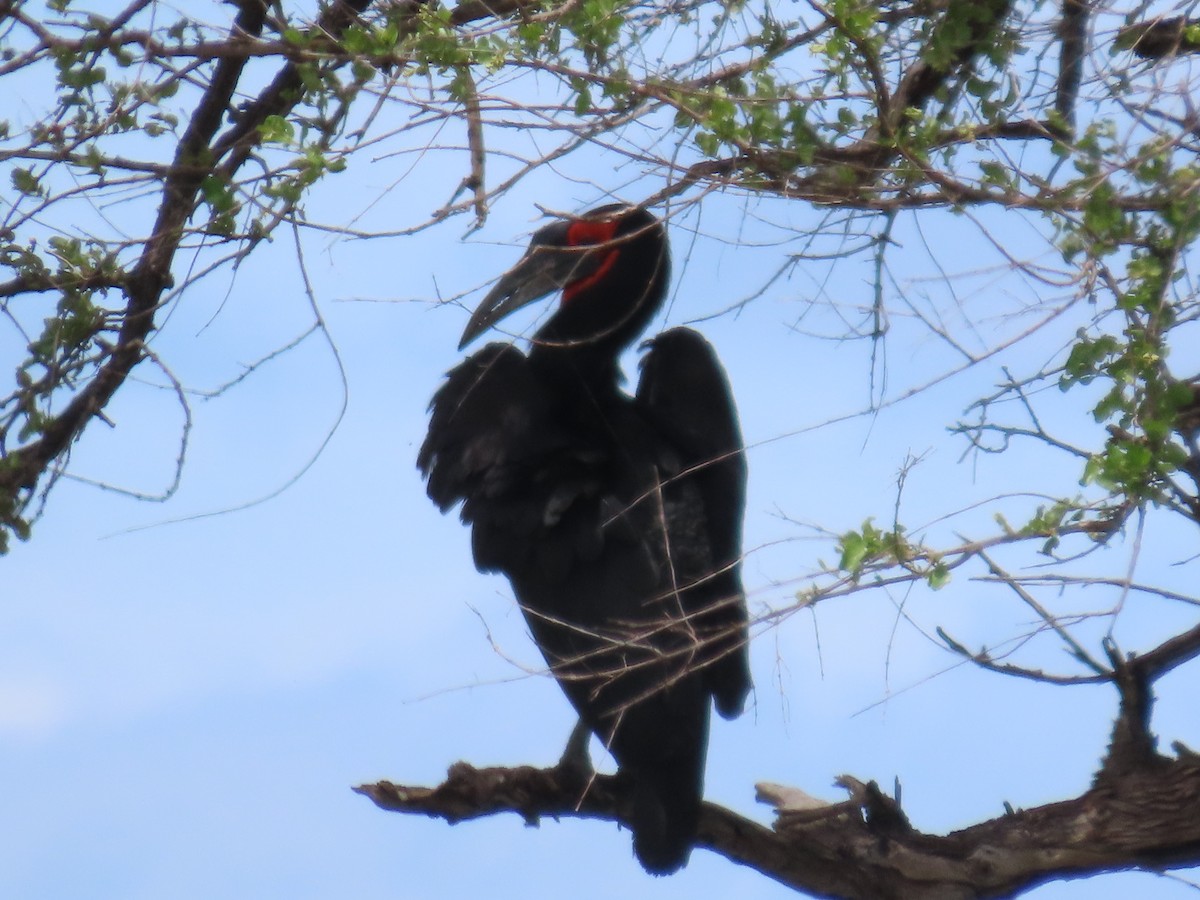 Cálao Terrestre Sureño - ML648819837