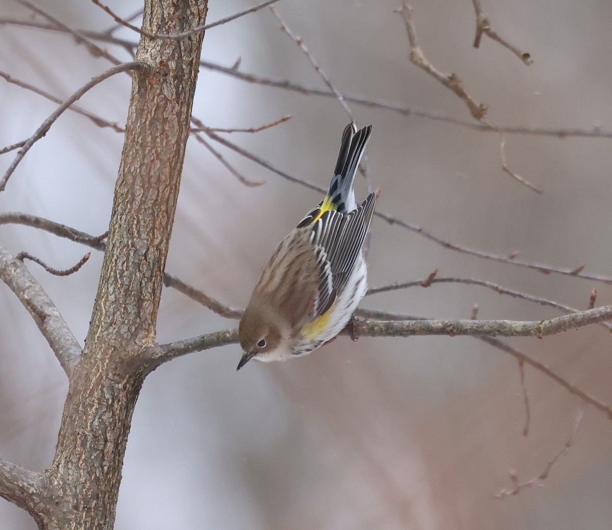 Yellow-rumped Warbler (Myrtle) - ML648819838