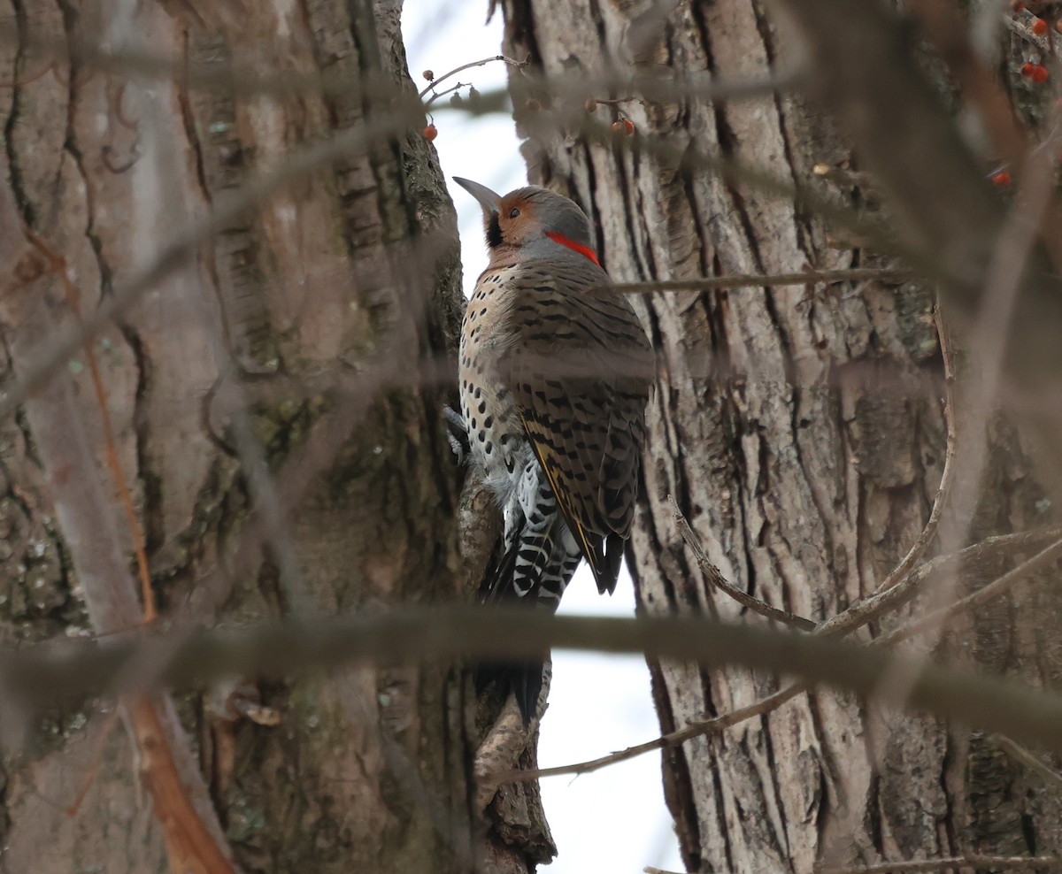 Northern Flicker (Yellow-shafted) - ML648819841
