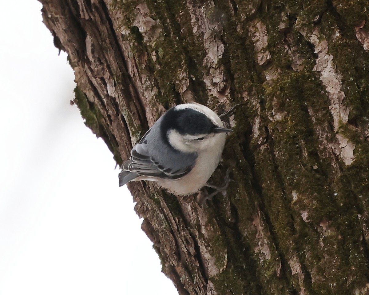 White-breasted Nuthatch - ML648819845