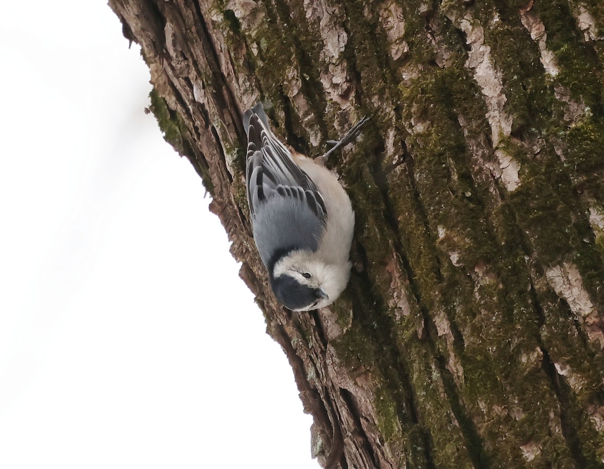 White-breasted Nuthatch - ML648819846