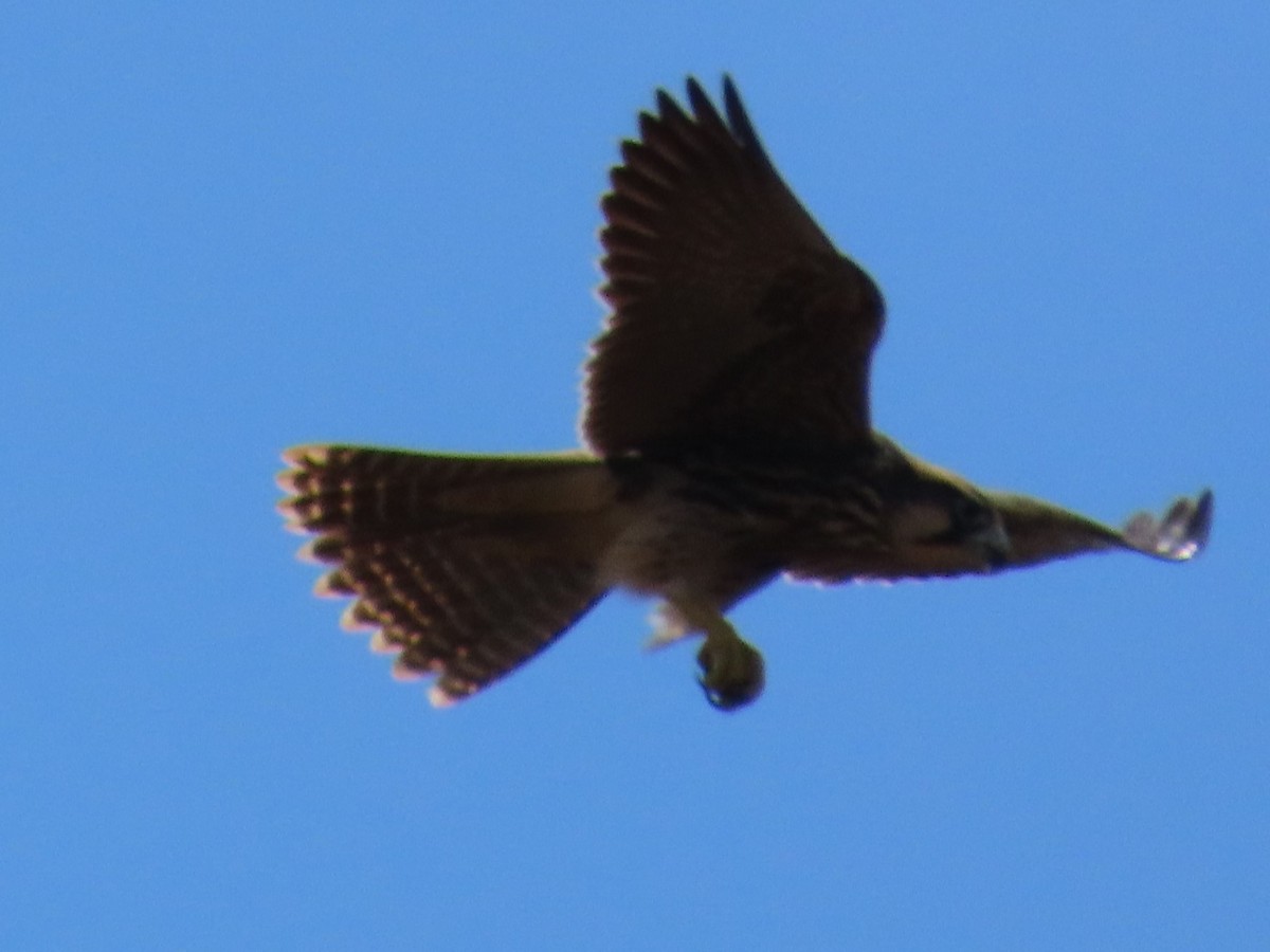 Halcón Borní - ML648819875