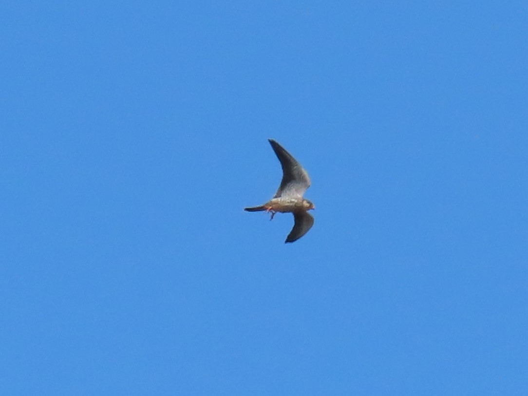 Cernícalo del Amur - ML648819892