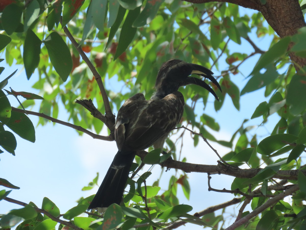 Toco Piquinegro - ML648819903