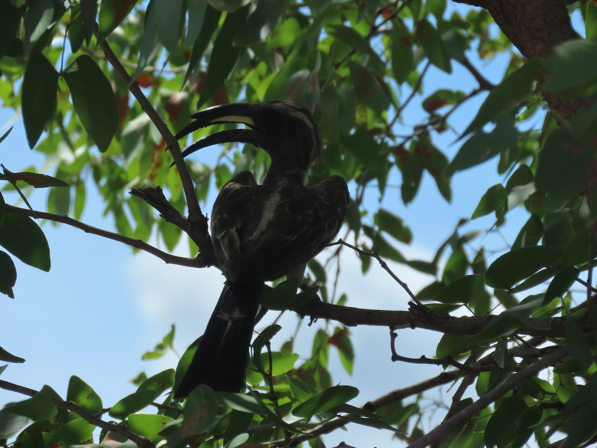 Toco Piquinegro - ML648819904