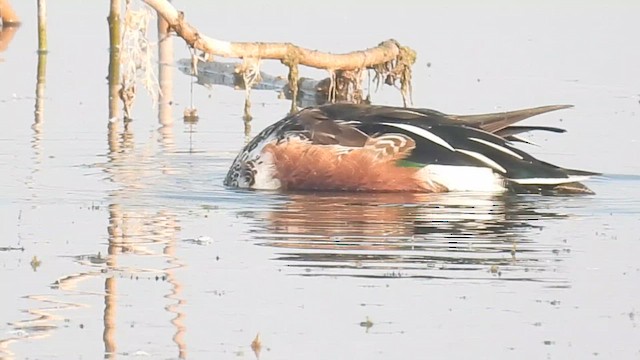 skjeand - ML648819924