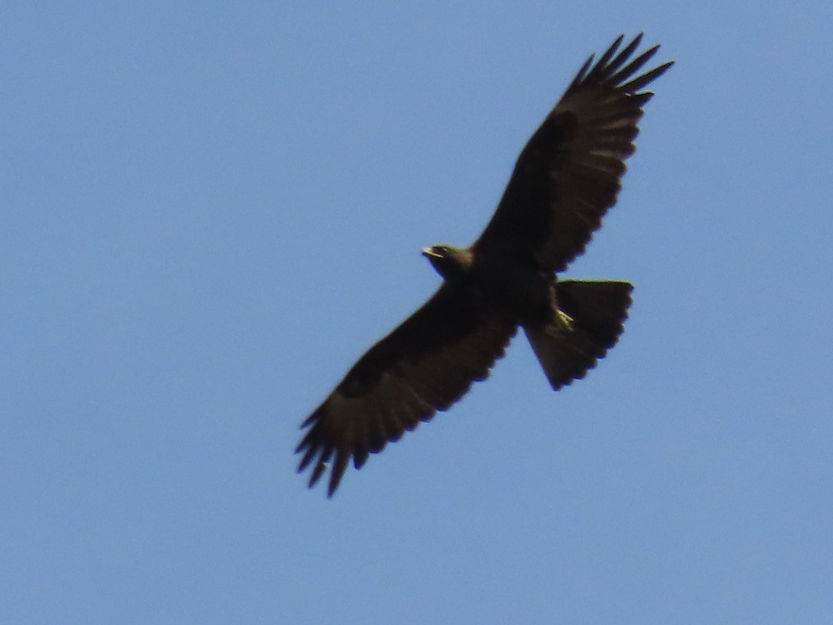 Águila de Wahlberg - ML648819945