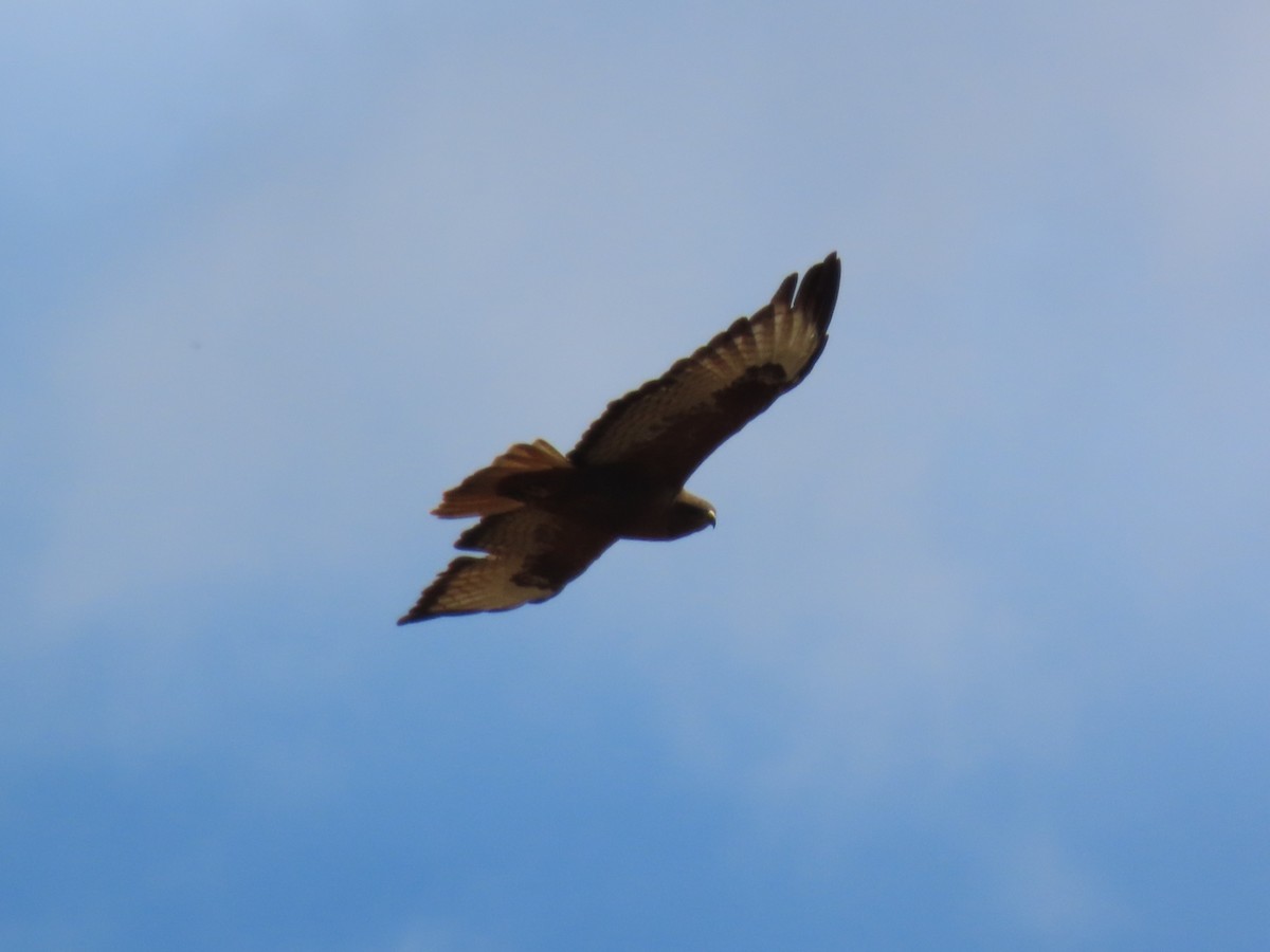 Busardo Ratonero - ML648819968