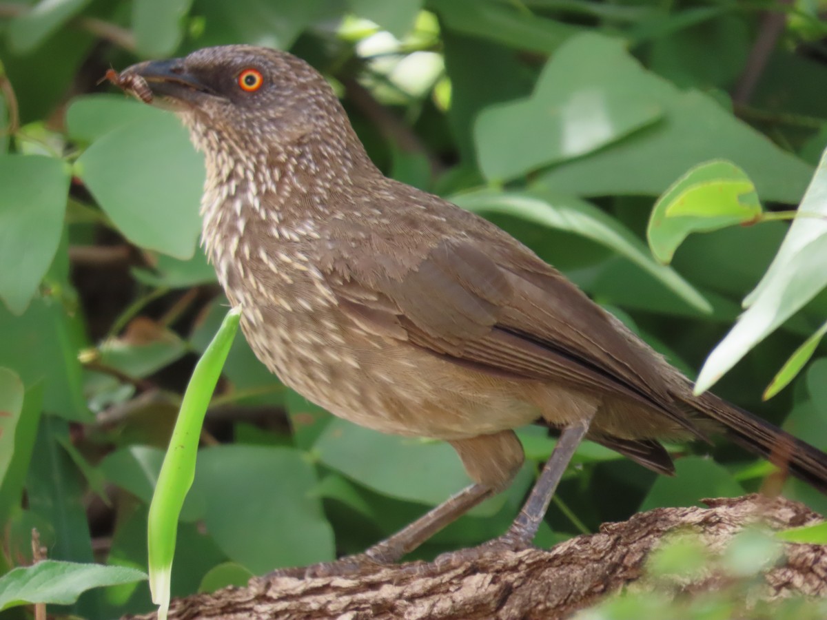 Turdoide de Jardine - ML648819982