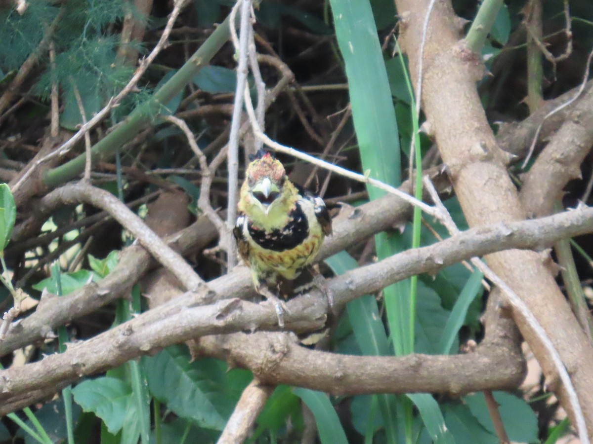 Barbudo Crestado - ML648819999