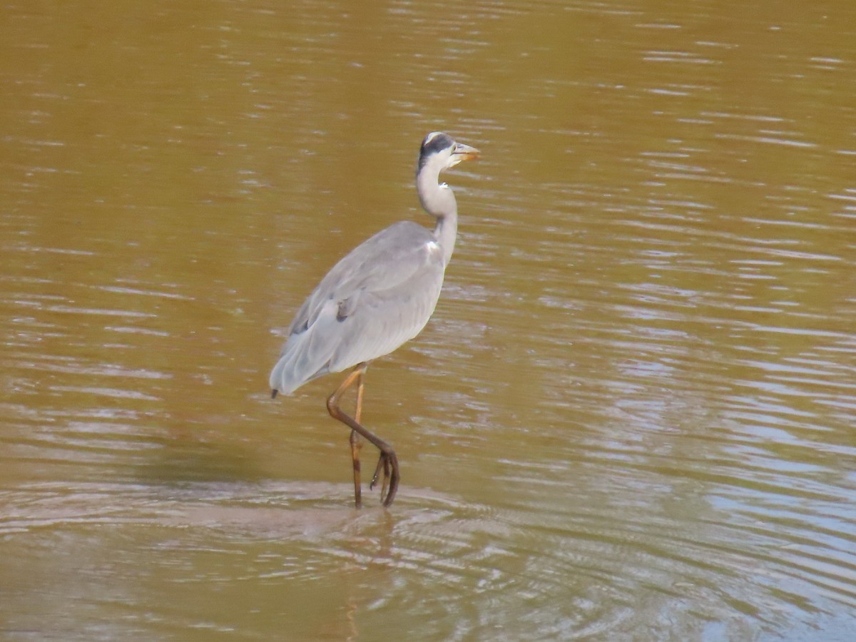 Garza Real - ML648820032