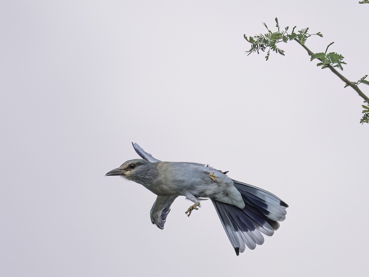 European Roller - ML648820047